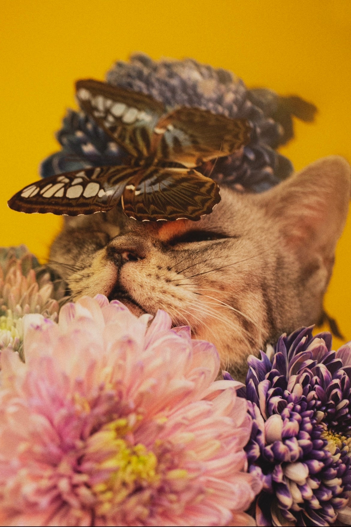 SET OF 5 SA:KI 「咲 希」 Prints