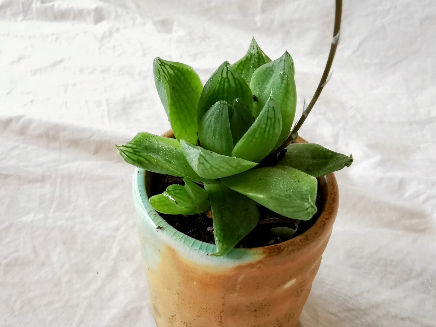 Mini Succulent / Cactus