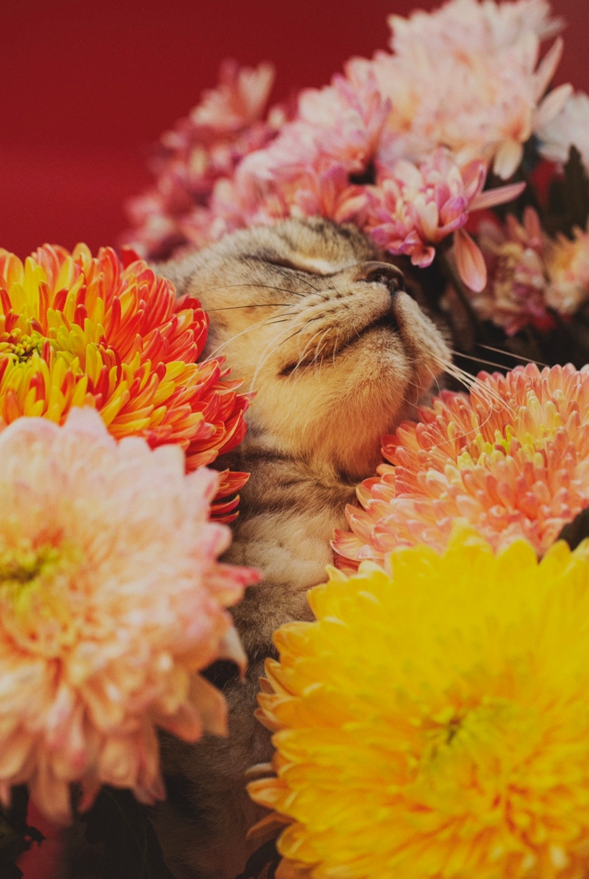 SA:KI 「咲 希」Prints 05