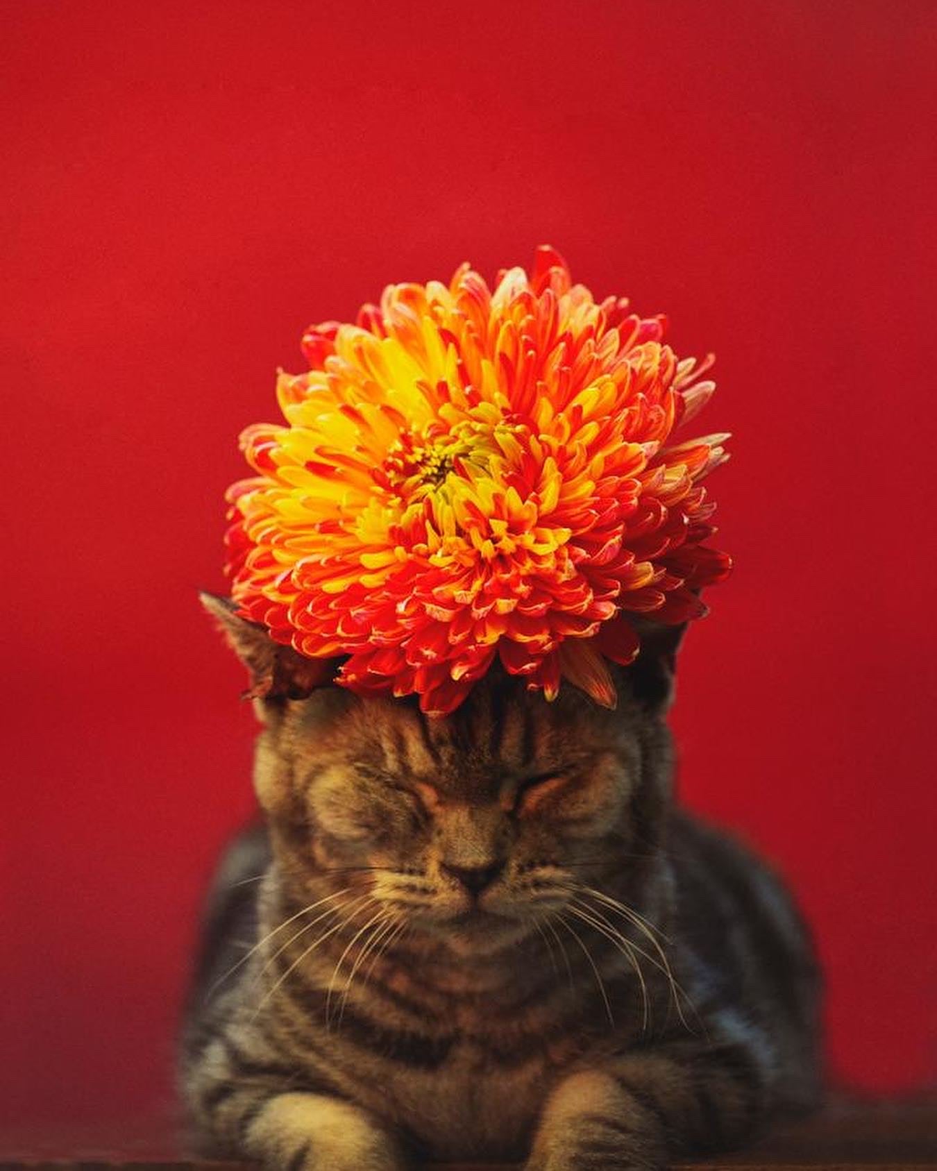 SET OF 5 SA:KI 「咲 希」 Prints