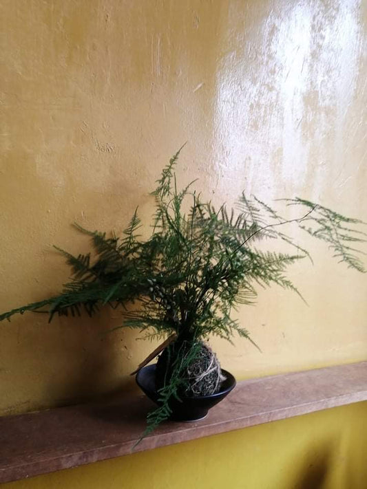 Kokedama Asparagus Fern