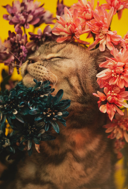 SET OF 5 SA:KI 「咲 希」 Prints