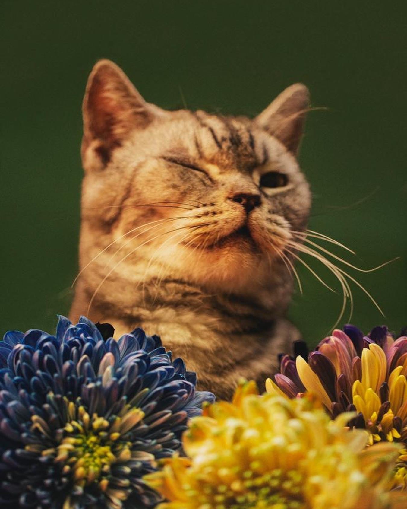 SET OF 5 SA:KI 「咲 希」 Prints