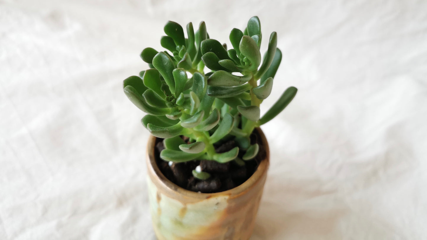 Mini Succulent / Cactus