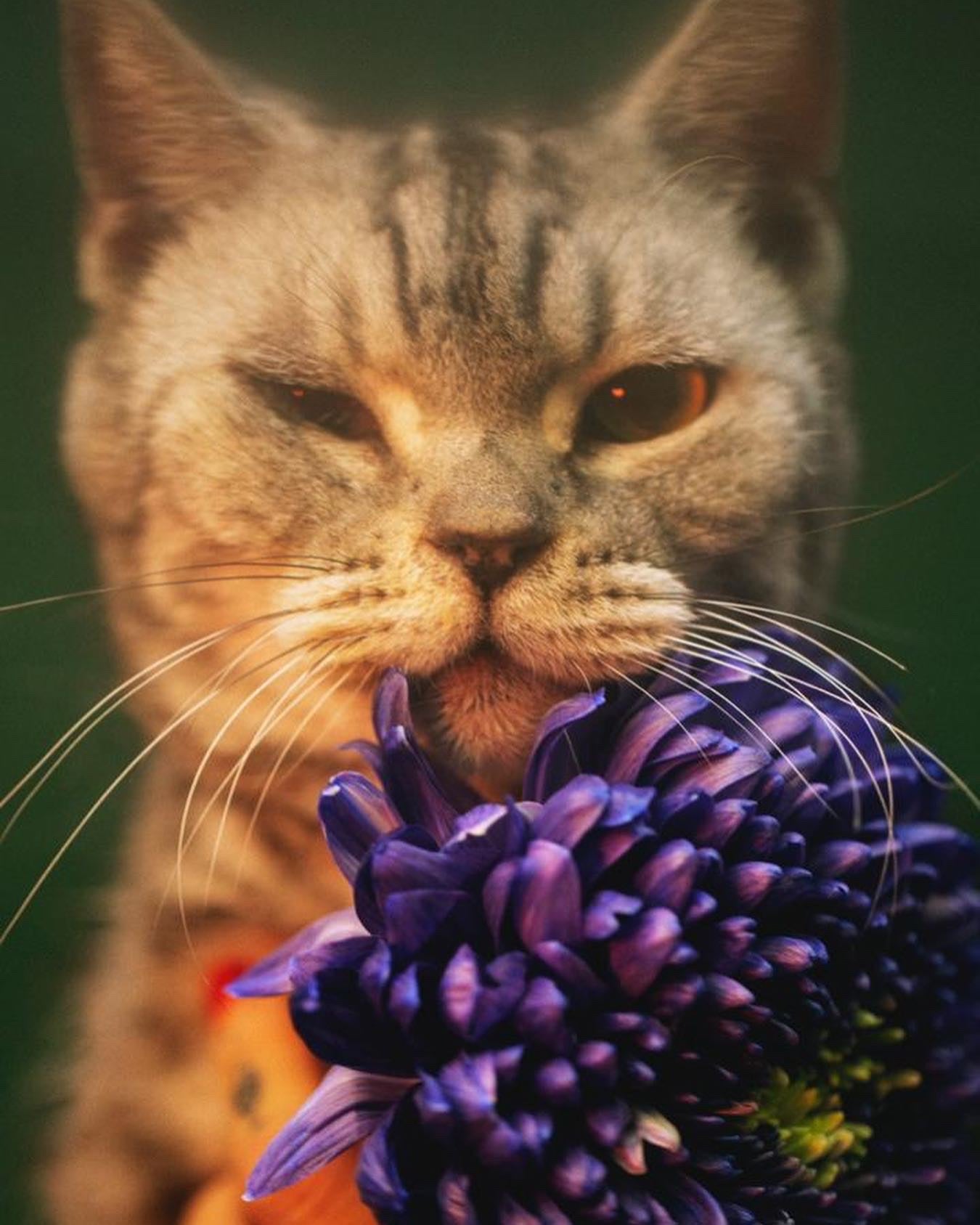 SA:KI 「咲 希」 Prints 09