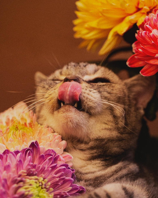 SA:KI 「咲 希」Prints 02