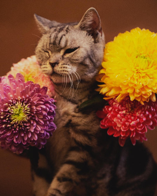 SA:KI 「咲 希」Prints 01