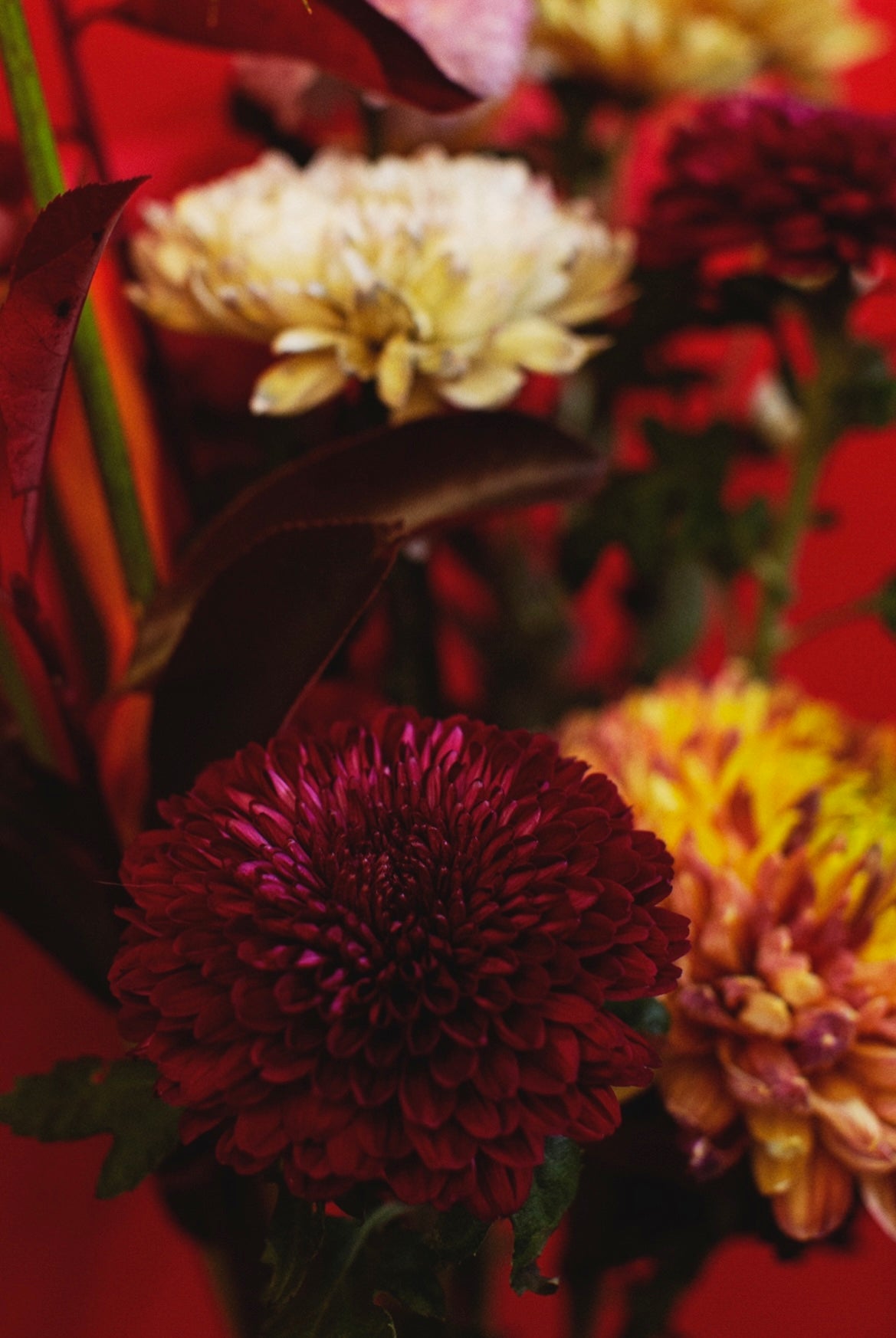 SA:KI 「咲 希」FLAWER ARRANGEMENT ll