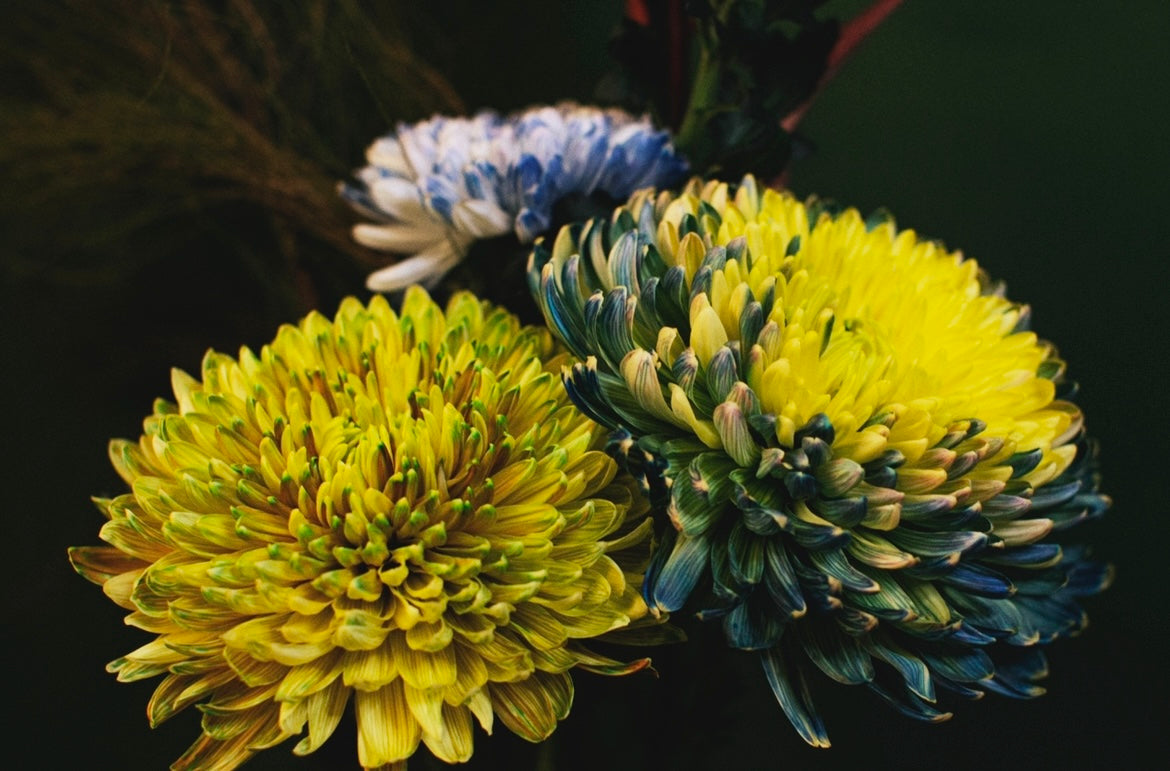 SA:KI 「咲 希」FLAWER ARRANGEMENT