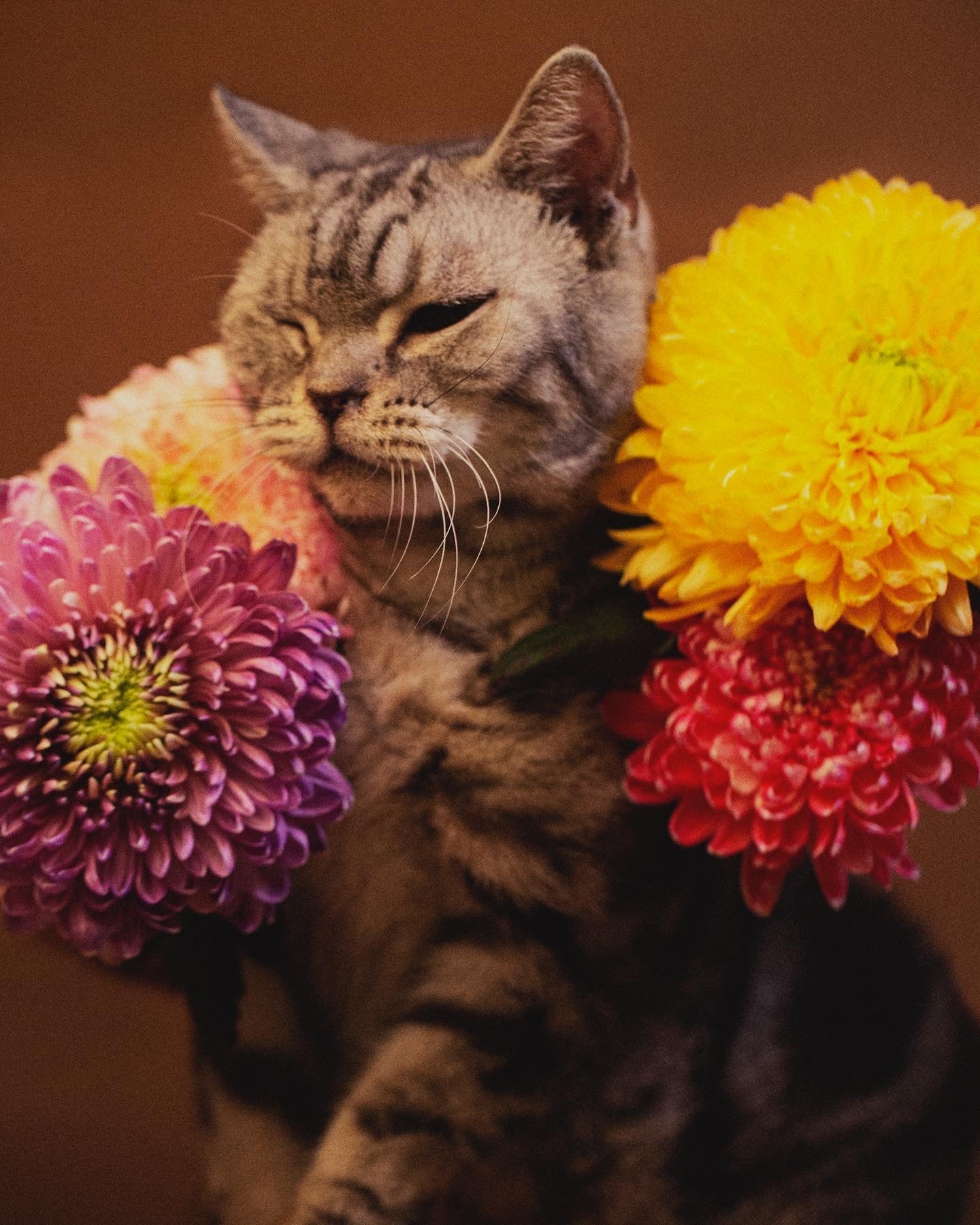 SET OF 5 SA:KI 「咲 希」 Prints