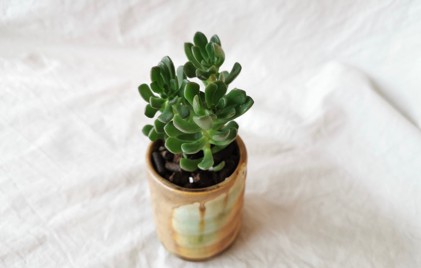 Mini Succulent / Cactus