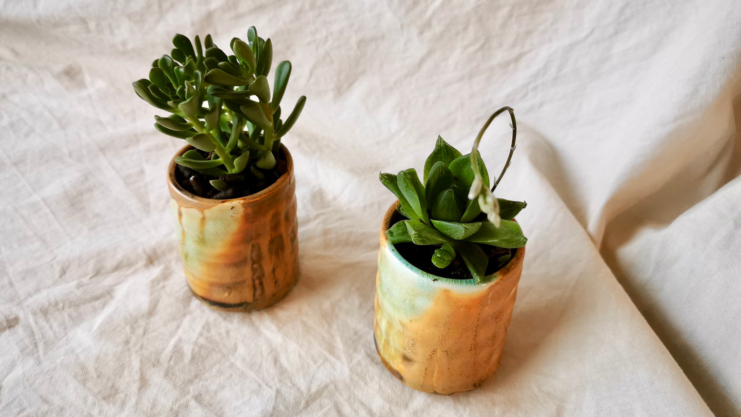 Mini Succulent / Cactus